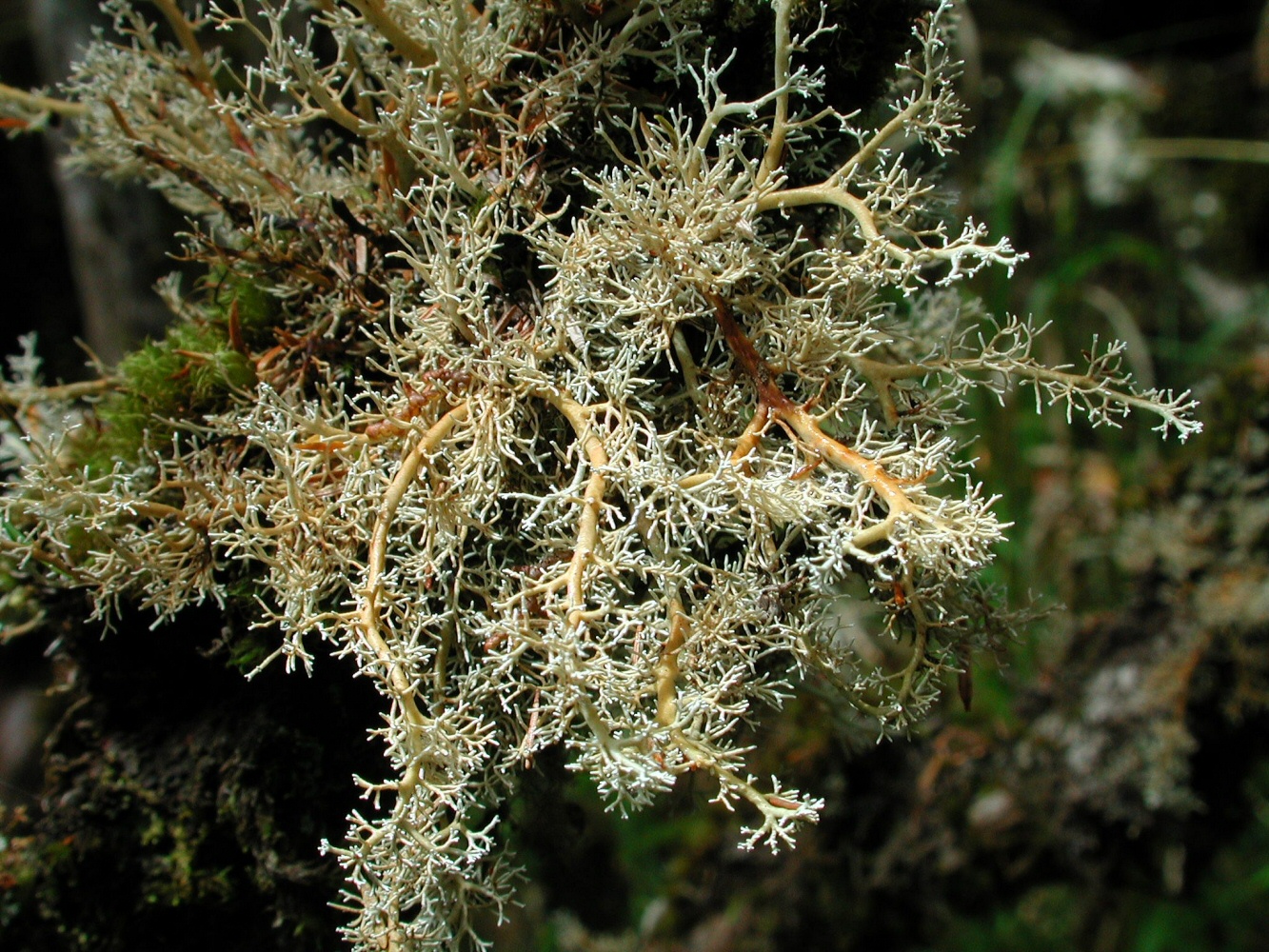 Представитель Семейства Sphaerophoraceae